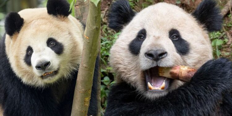 San Diego Zoo To Get 2 New Pandas From China