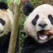 San Diego Zoo To Get 2 New Pandas From China