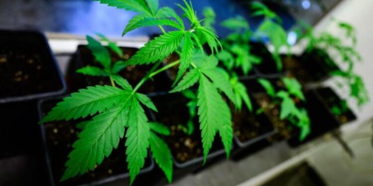 Supreme Court to determine if trucker can sue after failing drug test due to CBD supplement