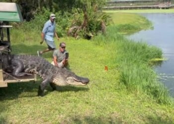 12-foot alligator relocated after making two visits to Air Force base