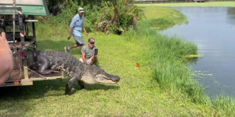 12-foot alligator relocated after making two visits to Air Force base