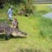 12-foot alligator relocated after making two visits to Air Force base