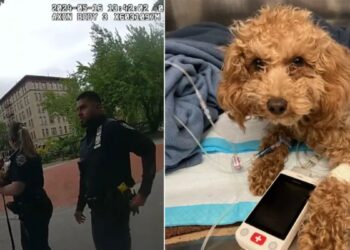 A puppy thrown down a ledge in Manhattan is saved by NYPD, and its owner is arrested, according to bodycam video