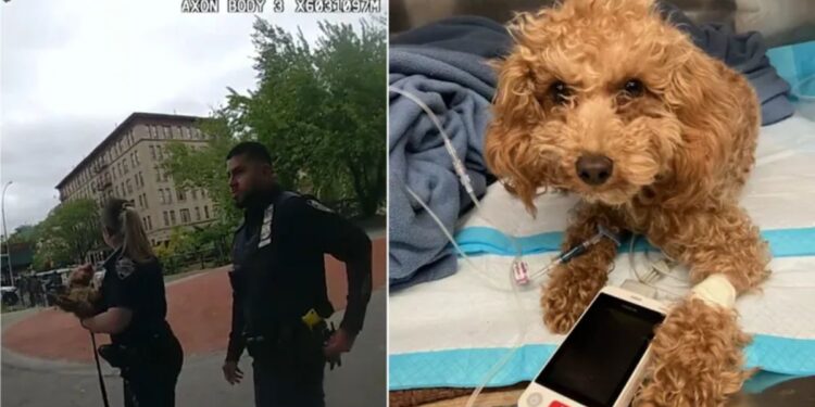 A puppy thrown down a ledge in Manhattan is saved by NYPD, and its owner is arrested, according to bodycam video