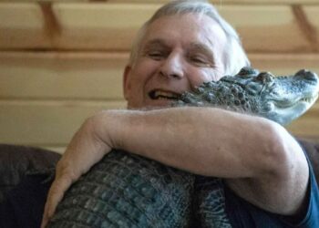 Man Says His Emotional Support Alligator, Known For Its Big Social Media Audience, Reported Missing