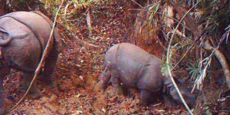 6 Suspected Poachers Apprehended Over Killing Of 26 Endangered Javan Rhinos