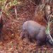 6 Suspected Poachers Apprehended Over Killing Of 26 Endangered Javan Rhinos