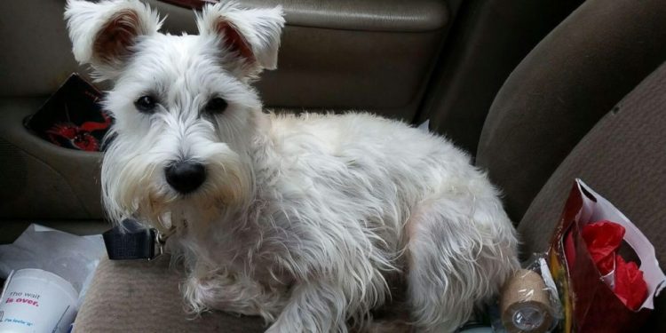 Dog missing for 2 years found 1,000 miles away from home