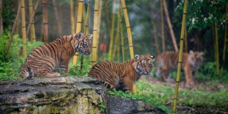 No tiger spotted in Cincinnati after initial report; zoo tigers confirmed to be unharmed