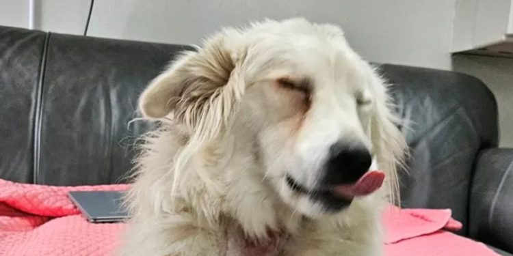 Seizure of 90 animals in Delaware County due to allegations of abuse